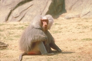 Hamadryas Baboon Mousepad