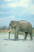 Indian Elephant Magnet