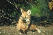 Maned Wolf Poster