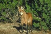 Maned Wolf Poster