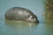 Pigmy Hippopotamus Mousepad