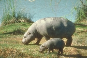 Pigmy Hippopotamus Mousepad