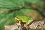 Pine Barrens Tree Frog Magnet