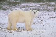 Polar Bear Magnet