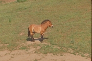 Przewalskii Horse Magnet