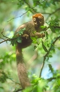 Red Fronted Lemur Magnet