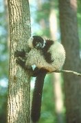 Ruffed Lemur Magnet