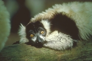 Ruffed Lemur Magnet