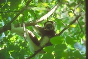 Verreaux Sifaka Magnet