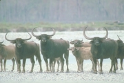 Water Buffalo Poster