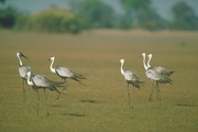 Wattled Crane Magnet