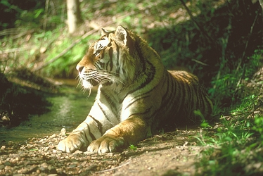 Bengal Tiger