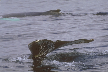 Humpback Whale