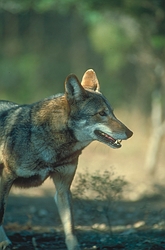 Red Wolf