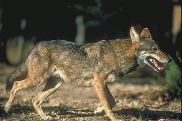 Red Wolf