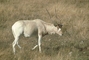 Addax picture