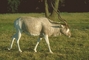 Addax picture