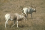 Addax picture