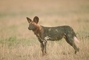 African Wild Dog picture