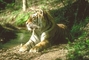 Bengal Tiger picture