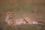 Cheetah picture