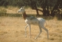 Dama Gazelle picture