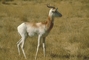 Dama Gazelle picture