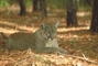 Florida Panther picture