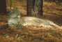 Florida Panther picture