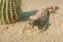 Gila Monster Lizard picture