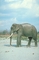 Indian Elephant picture