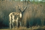 Pere David's Deer picture