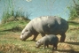 Pigmy Hippopotamus picture