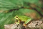 Pine Barrens Tree Frog picture