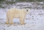 Polar Bear picture