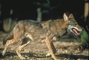 Red Wolf picture