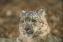 Snow Leopard picture