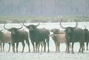 Water Buffalo picture