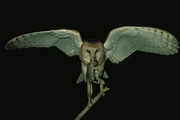 Barn Owl Poster