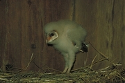 Barn Owl Magnet