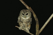 Barred Owl Poster