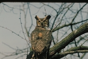 Great Horned Owl T-Shirt