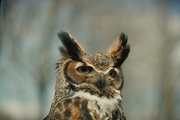 Great Horned Owl T-Shirt