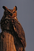 Great Horned Owl T-Shirt