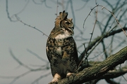 Great Horned Owl T-Shirt