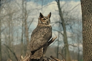 Great Horned Owl T-Shirt