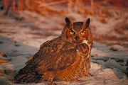 Great Horned Owl T-Shirt