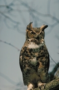 Great Horned Owl Magnet