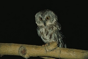 Saw-Whet Owl Magnet