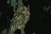 Screech Owl Magnet